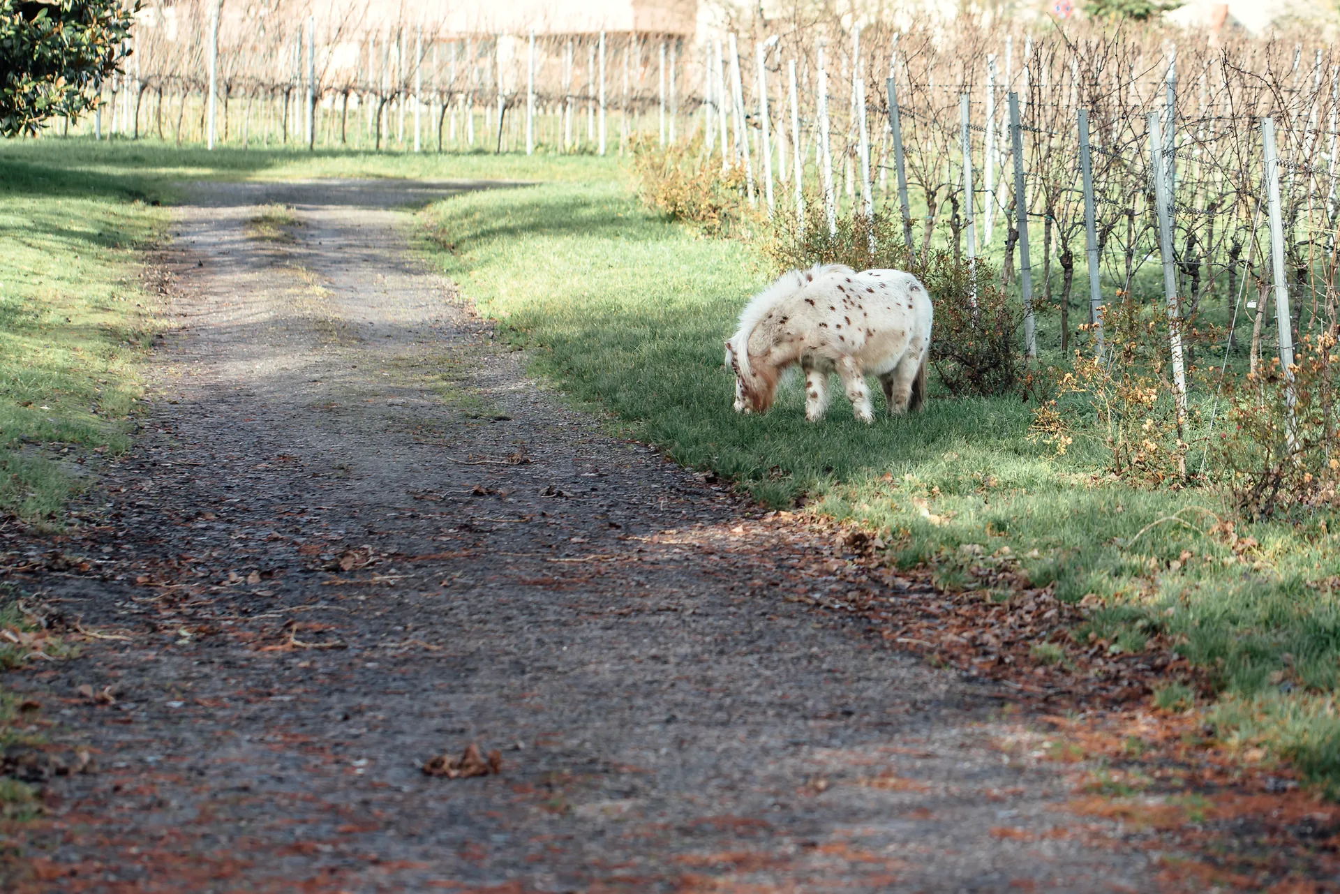 Weg durch die Weinberge in der Südpfalz im Herbst