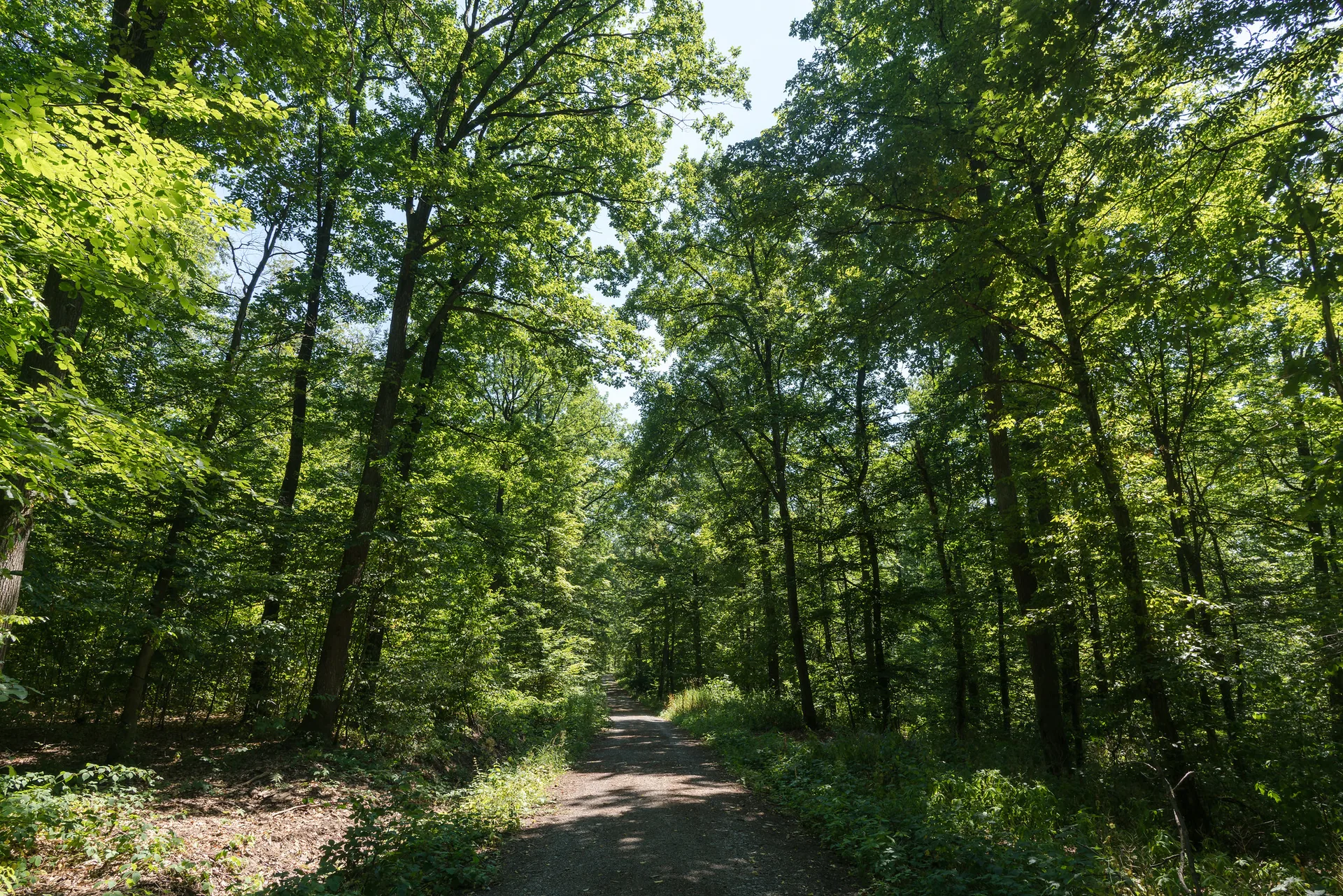 Weg durch einen dichten Laubwald im Pfälzerwald