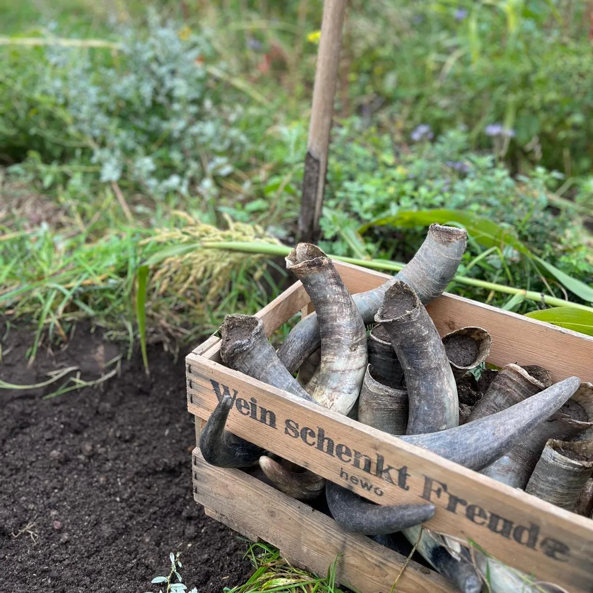 Holzkiste mit Kuhhörnern für das Hornmist-Präparat am Rand eines Weinbergs